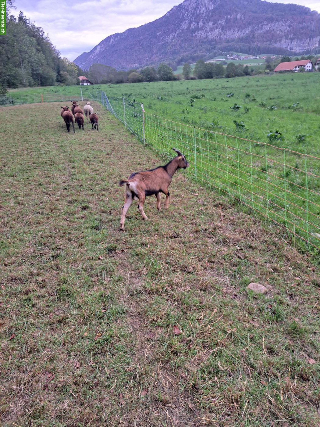 Bild 3: Junger Mischlings Ziegenbock zu verkaufen