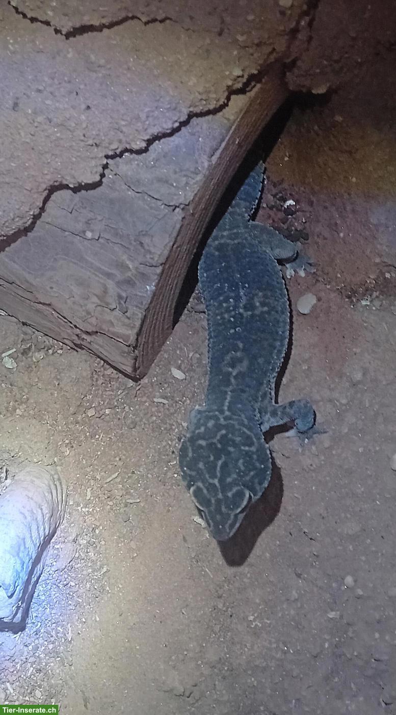 Leopardgecko-Gruppe oder einzeln abzugeben