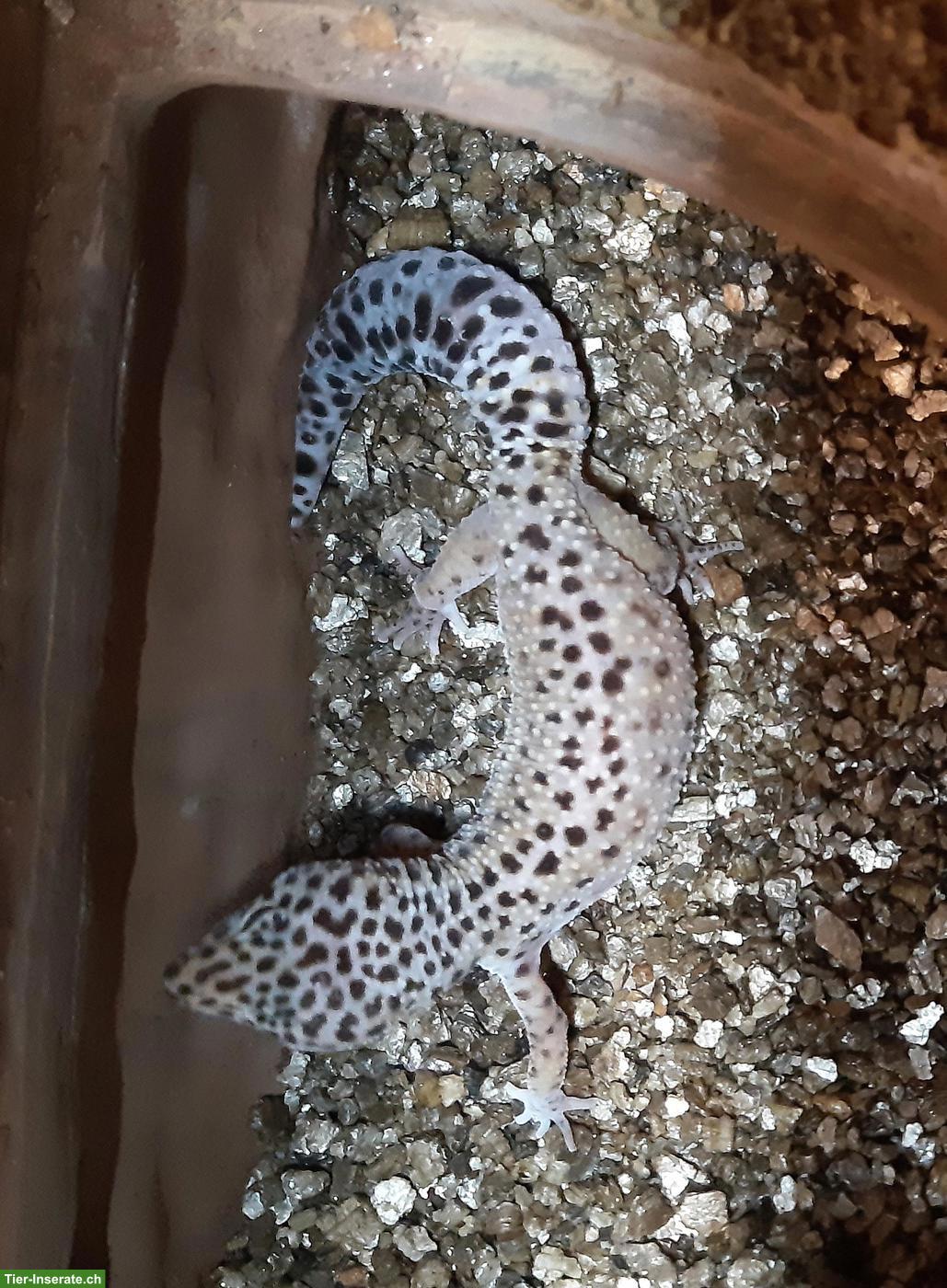 Bild 2: Leopardgecko-Gruppe oder einzeln abzugeben