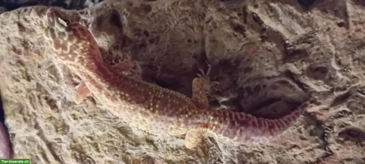 Bild 3: Leopardgecko-Gruppe oder einzeln abzugeben