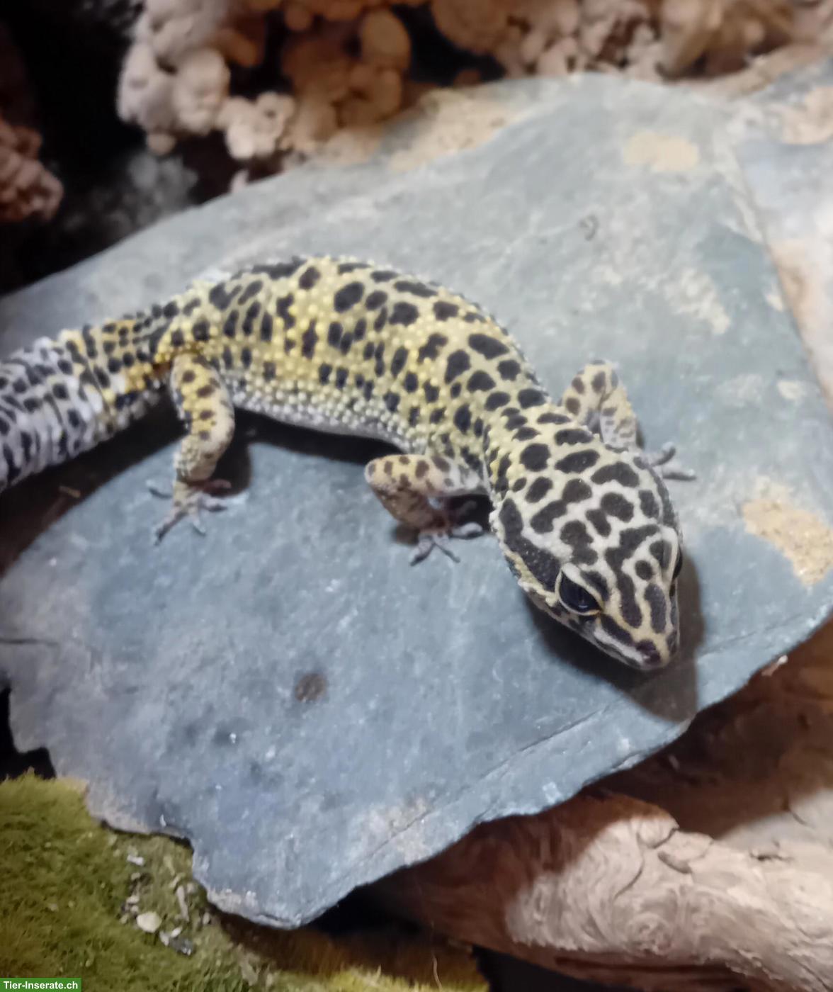 Bild 4: Leopardgecko-Gruppe oder einzeln abzugeben