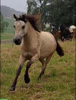 Pony sucht Reit-/Pflegebeteiligung in Bachenbülach