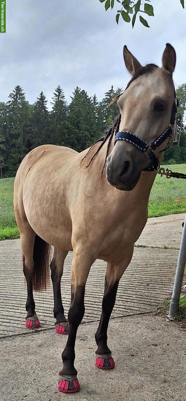 Bild 2: Pony sucht Reit-/Pflegebeteiligung in Bachenbülach