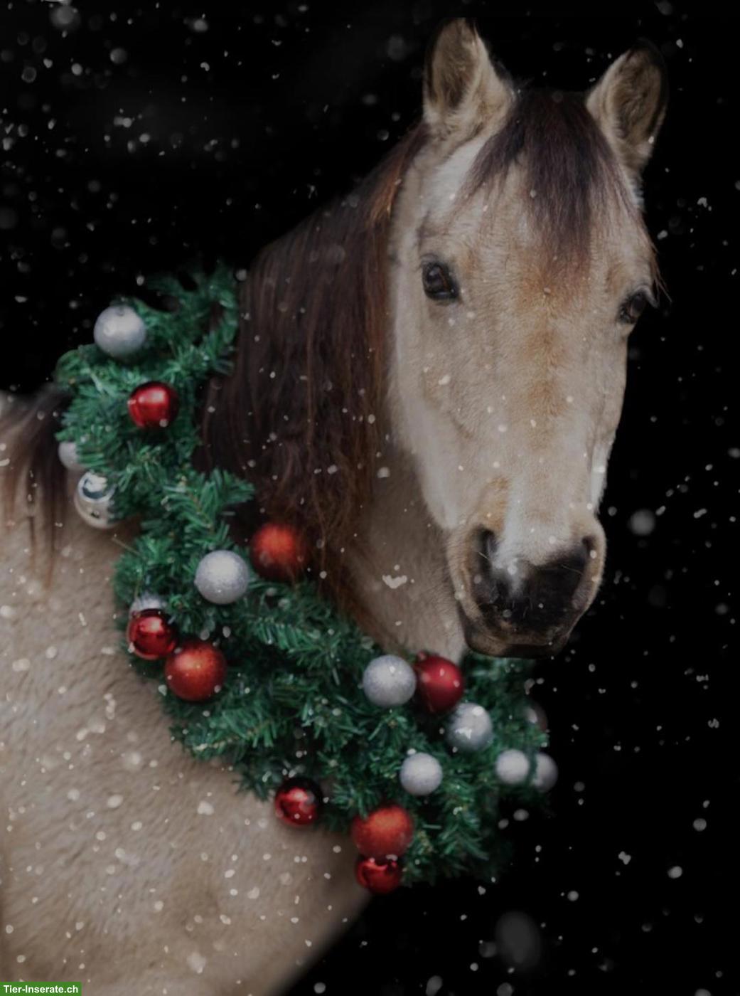 Bild 3: Pony sucht Reit-/Pflegebeteiligung in Bachenbülach
