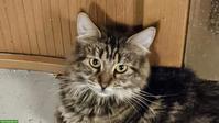Maine Coon Katze Fenja, bald 3-jährig