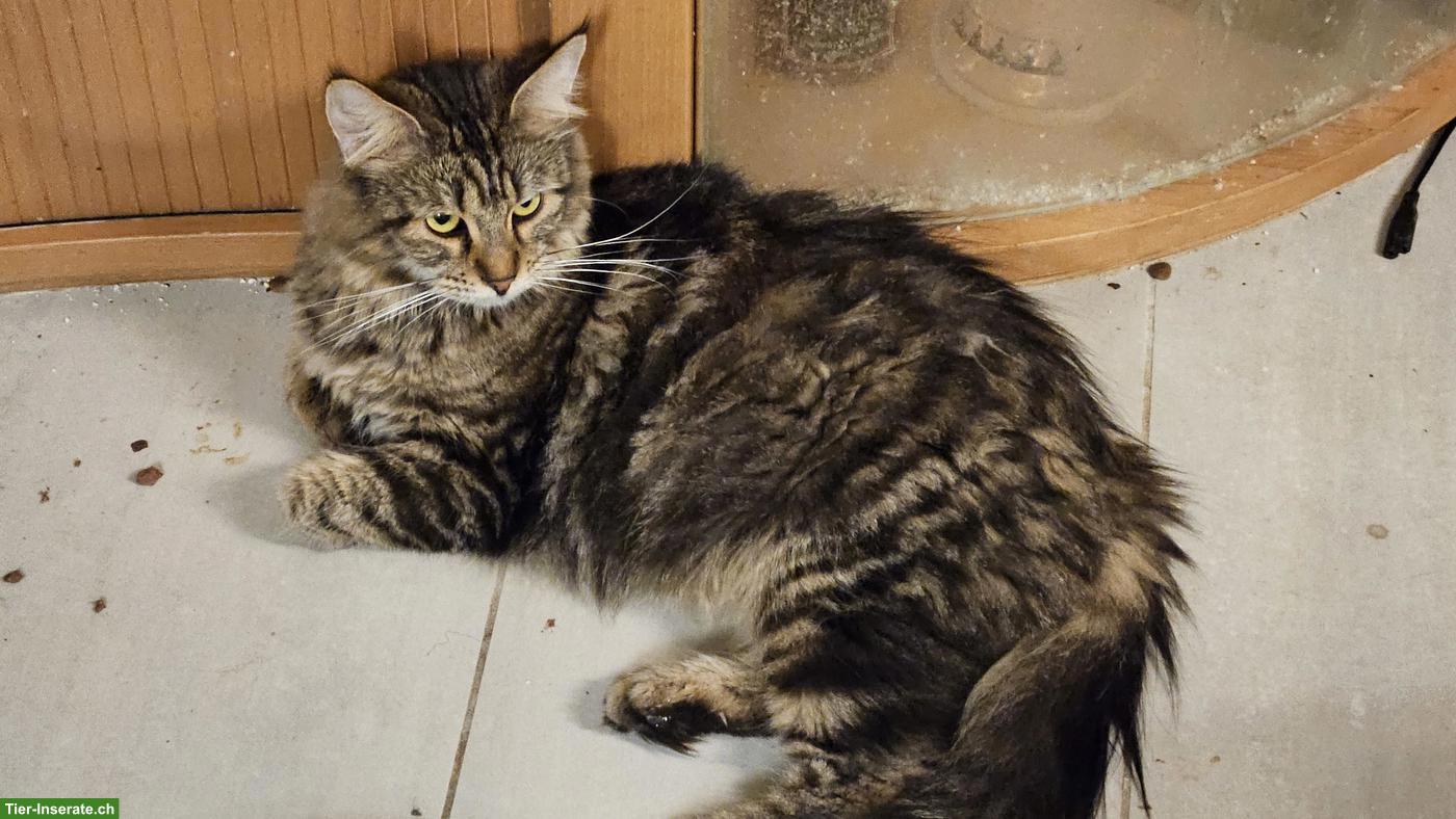 Bild 2: Maine Coon Katze Fenja, bald 3-jährig