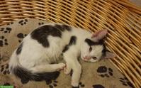 Babykatze sucht liebevolles Zuhause