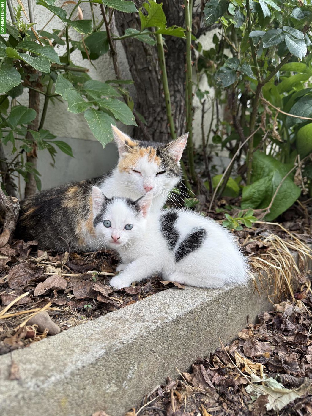 Bild 3: Babykatze sucht liebevolles Zuhause