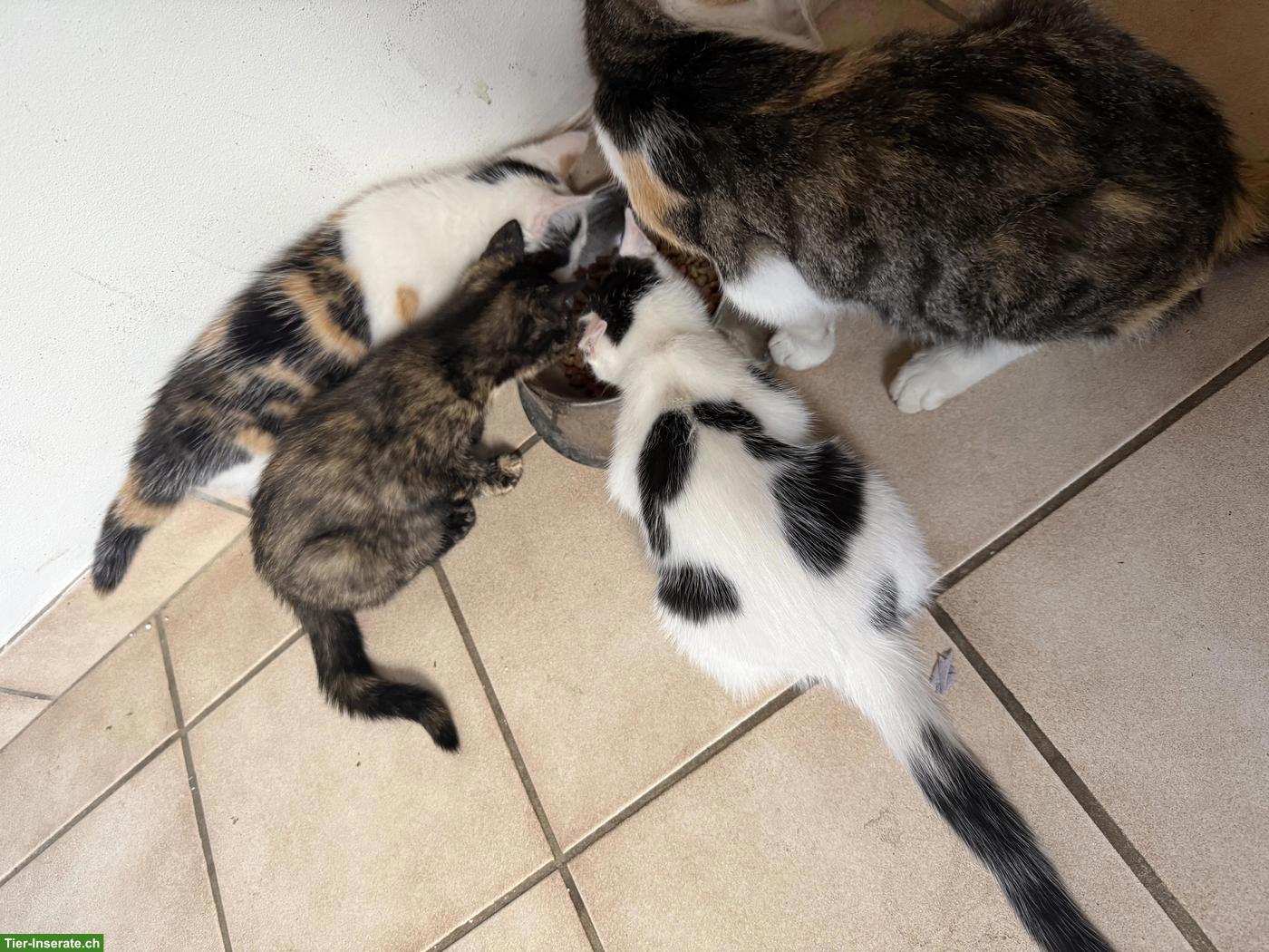 Bild 4: Babykatze sucht liebevolles Zuhause
