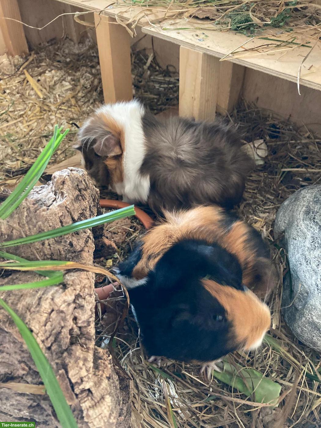 Weibliches Partner-Meerschweinchen gesucht