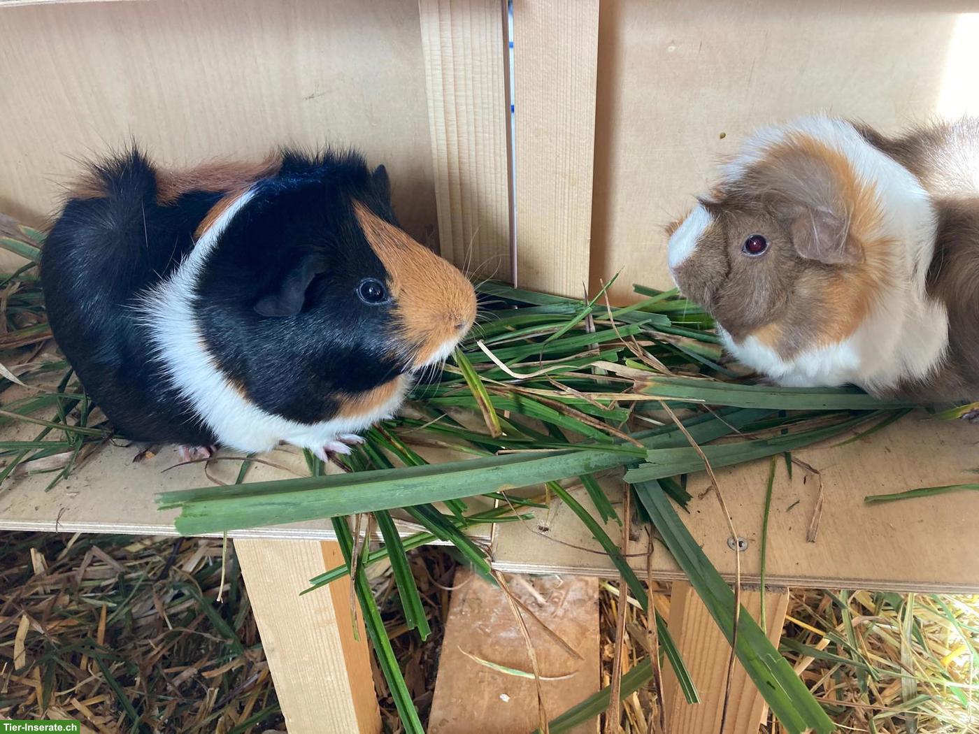 Bild 3: Weibliches Partner-Meerschweinchen gesucht