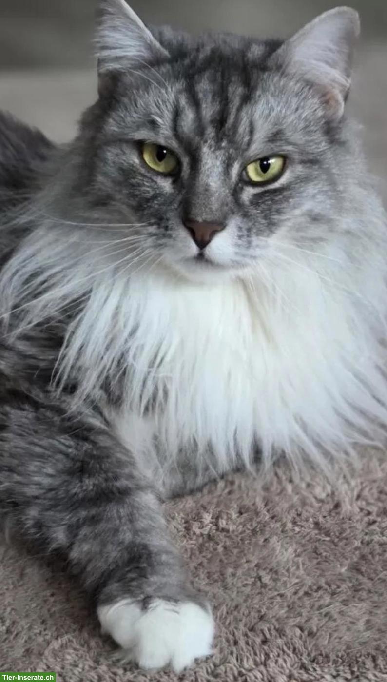 Maine Coon x Ragdoll Mix Kater