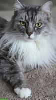 Maine Coon x Ragdoll Mix Kater