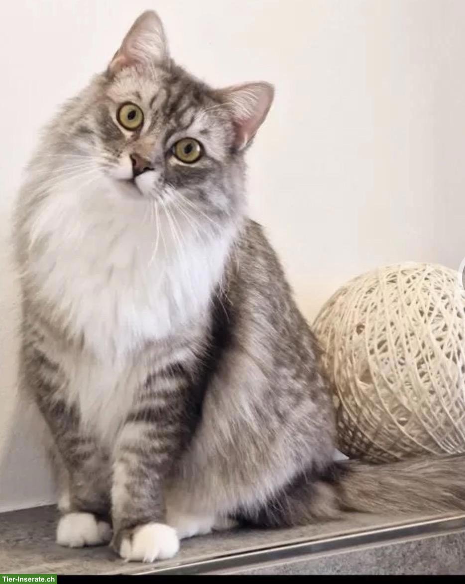 Bild 2: Maine Coon x Ragdoll Mix Kater