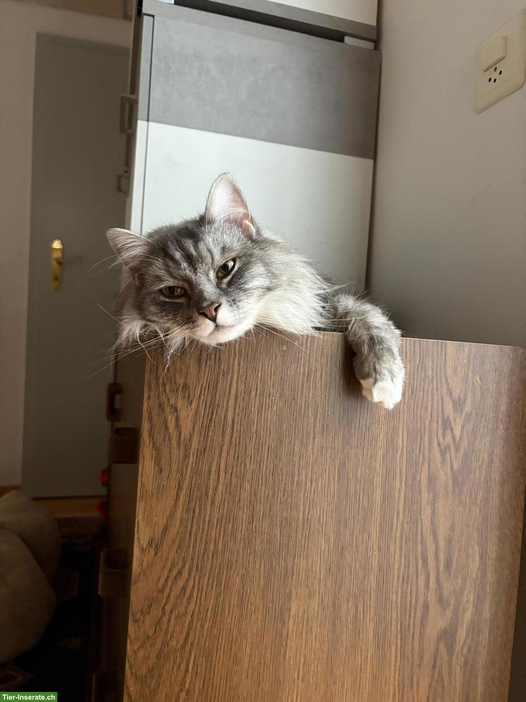 Bild 3: Maine Coon x Ragdoll Mix Kater