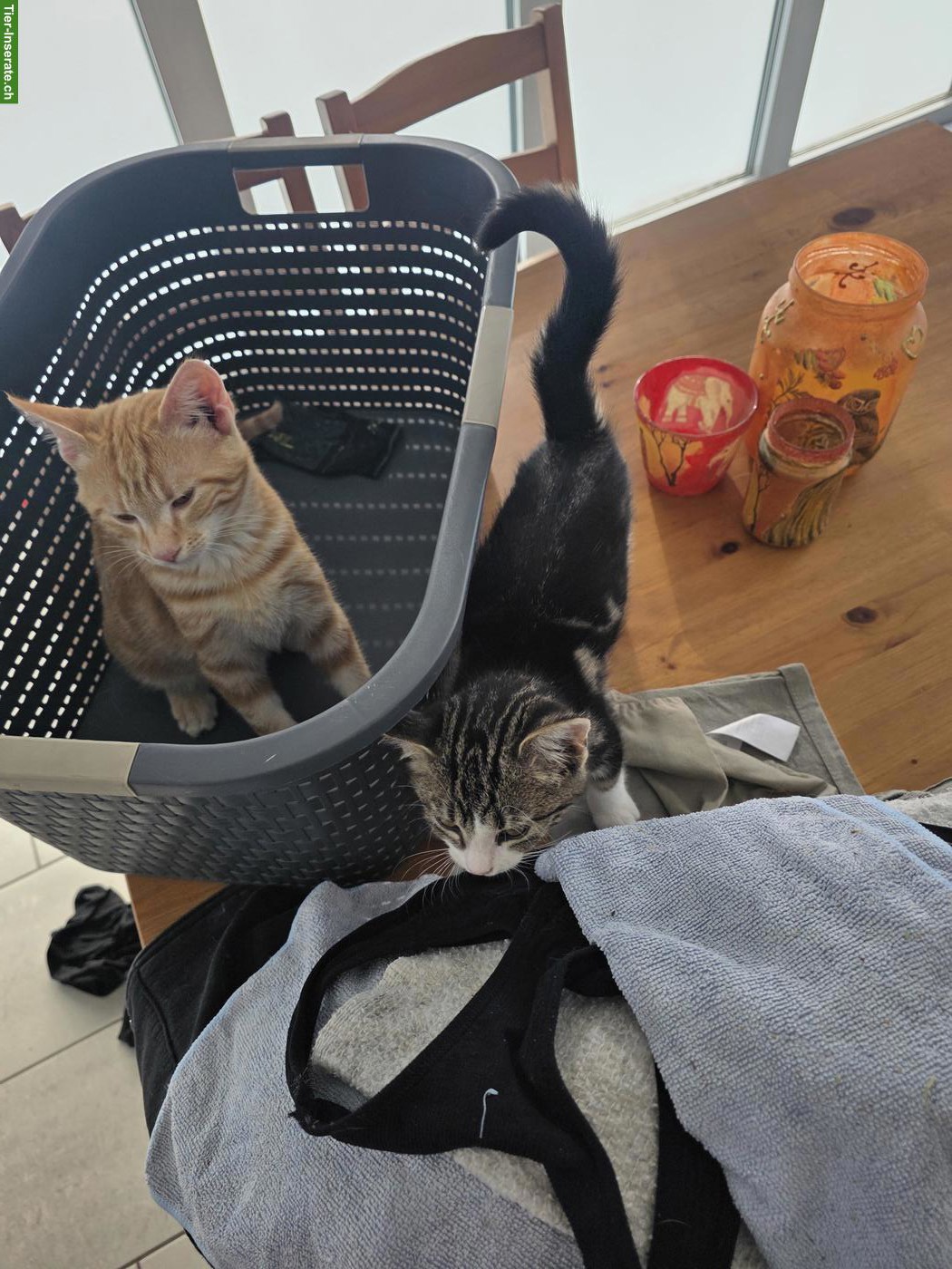 2 junge Katzen suchen neues Zuhause