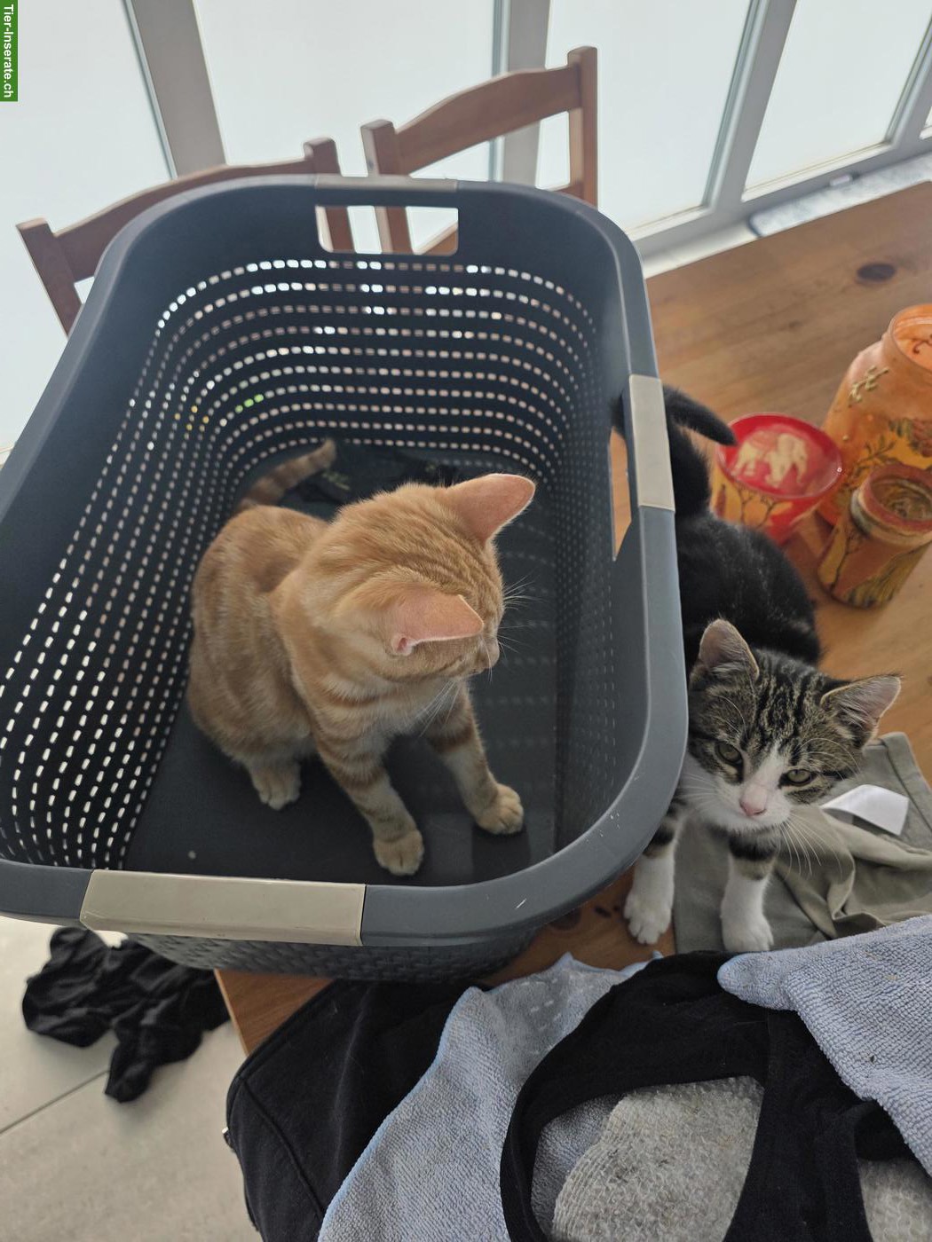 Bild 2: 2 junge Katzen suchen neues Zuhause