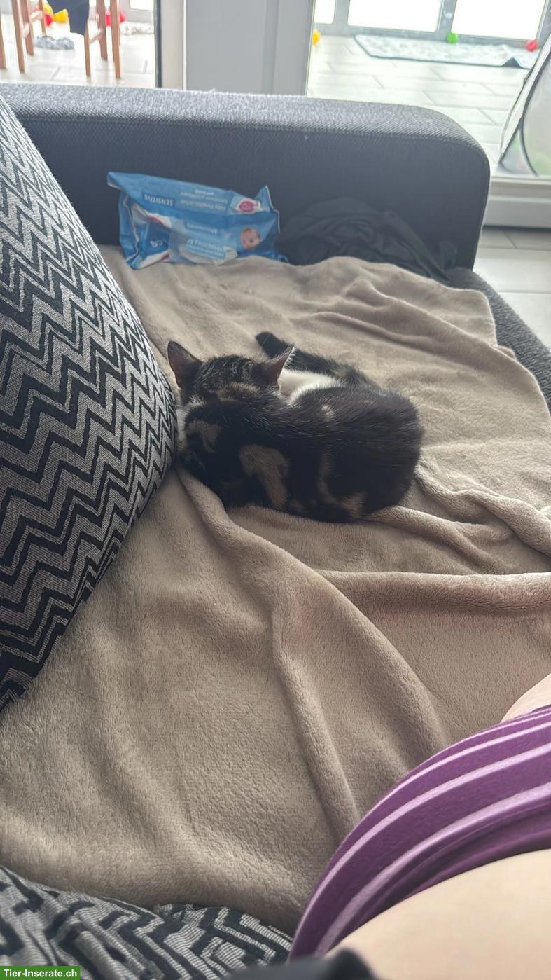Bild 3: 2 junge Katzen suchen neues Zuhause