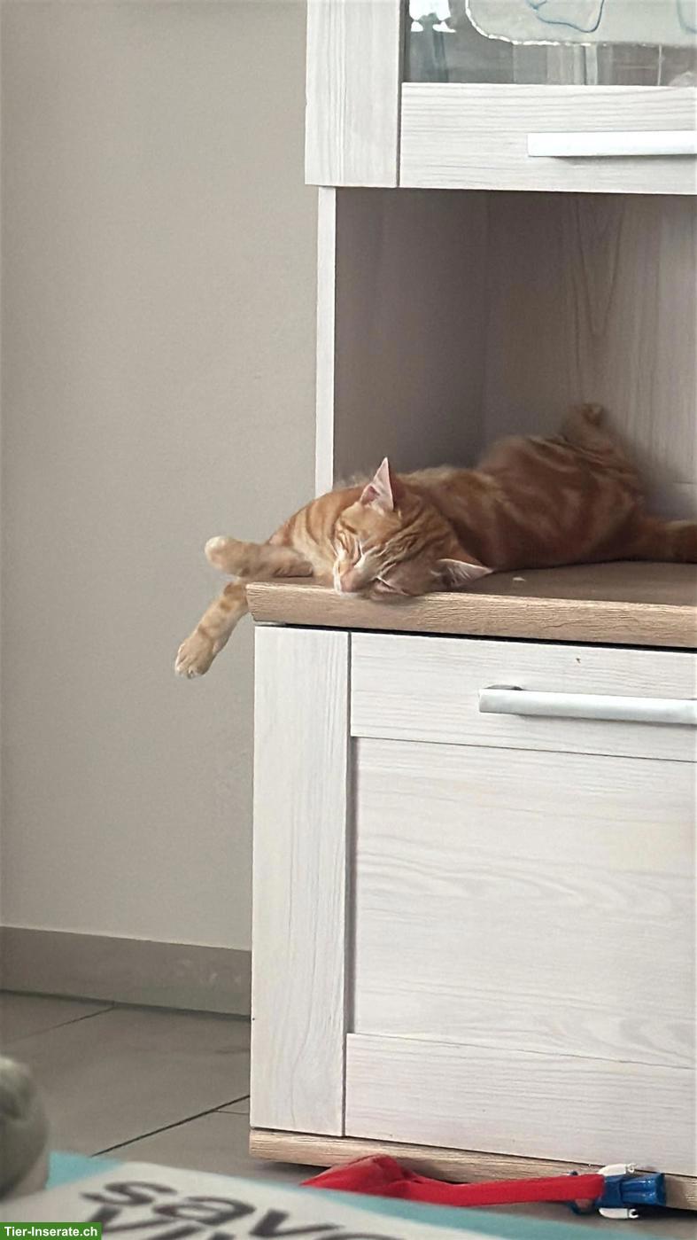 Bild 4: 2 junge Katzen suchen neues Zuhause