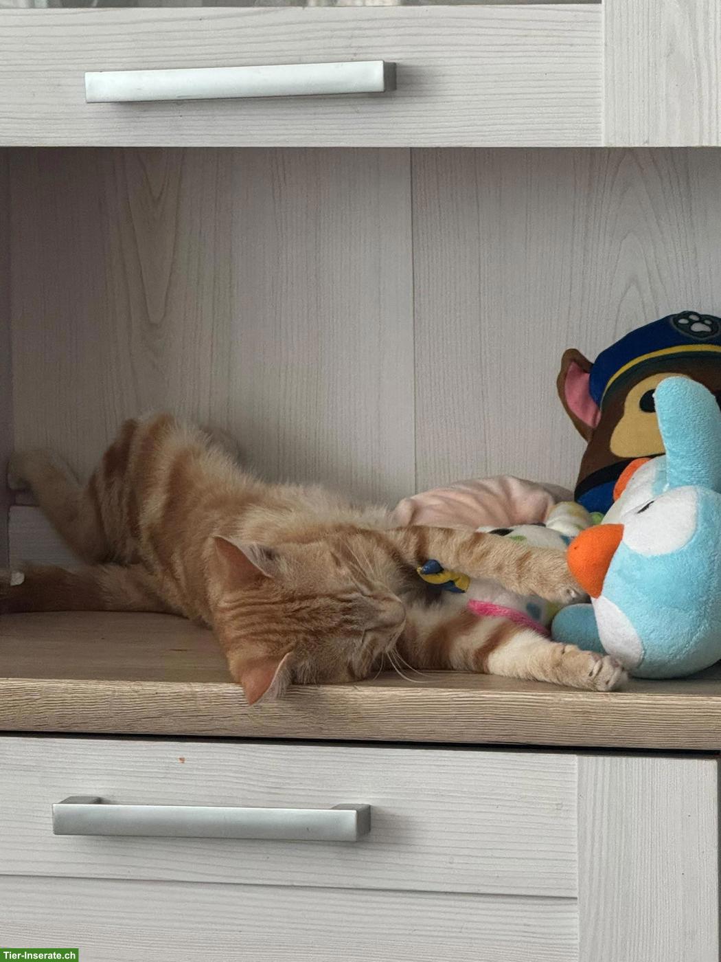 Bild 5: 2 junge Katzen suchen neues Zuhause