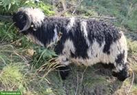 Spitti Walliser Schwarznasenschaf Widder zu verkaufen