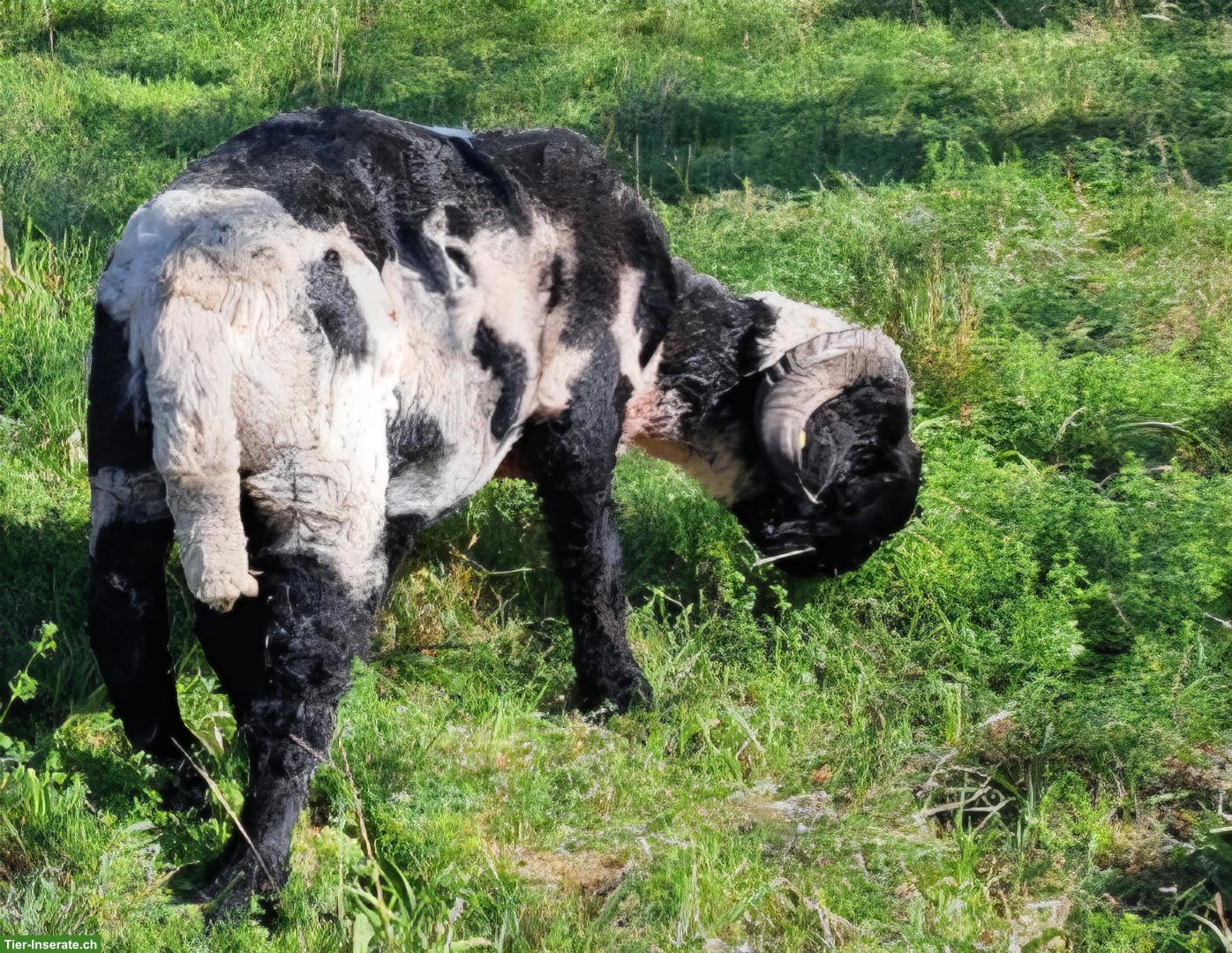Bild 2: Spitti Walliser Schwarznasenschaf Widder zu verkaufen