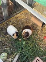 2 Meerschweinchen zu verkaufen