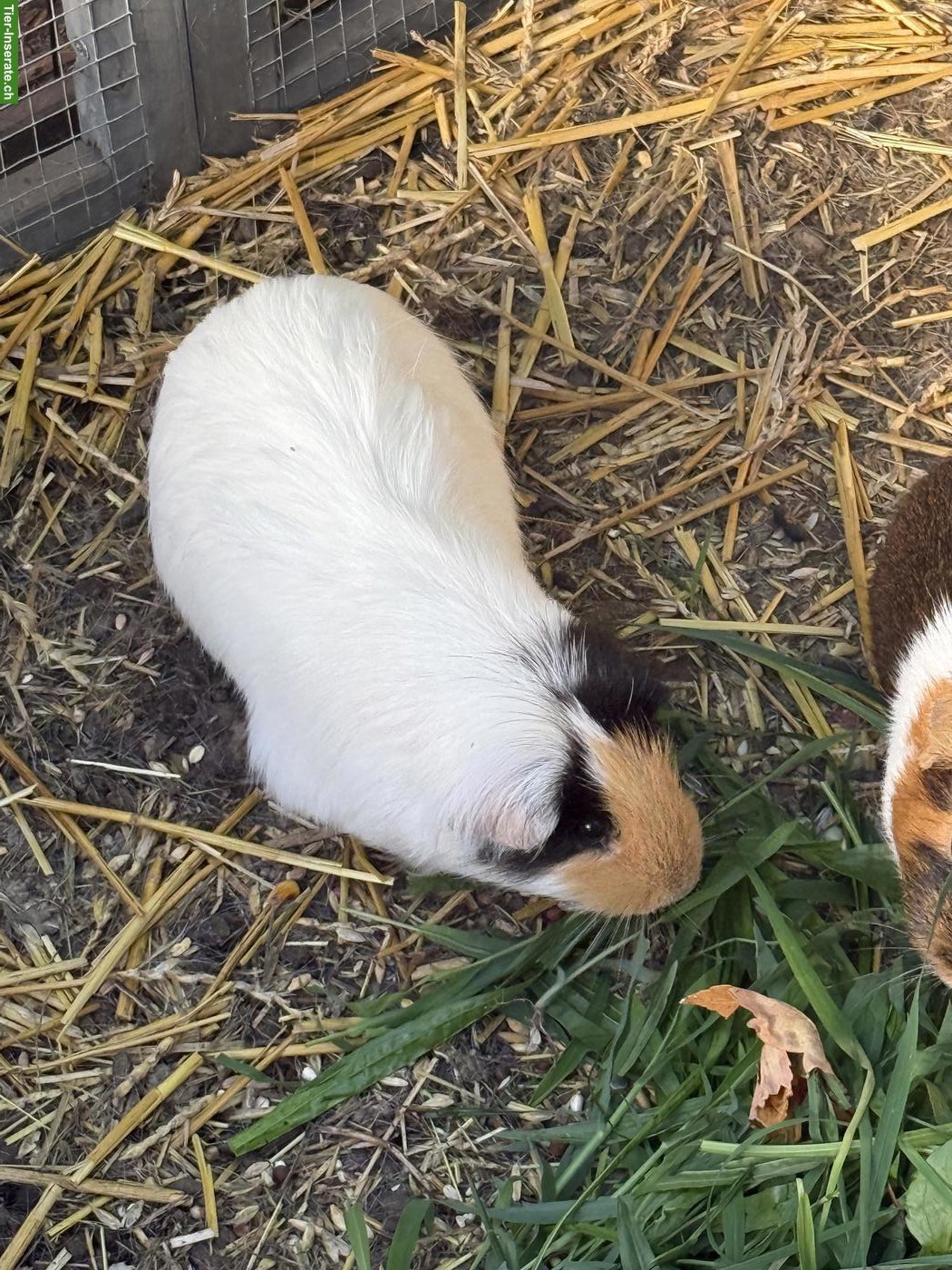 Bild 2: 2 Meerschweinchen Weibchen zu verkaufen