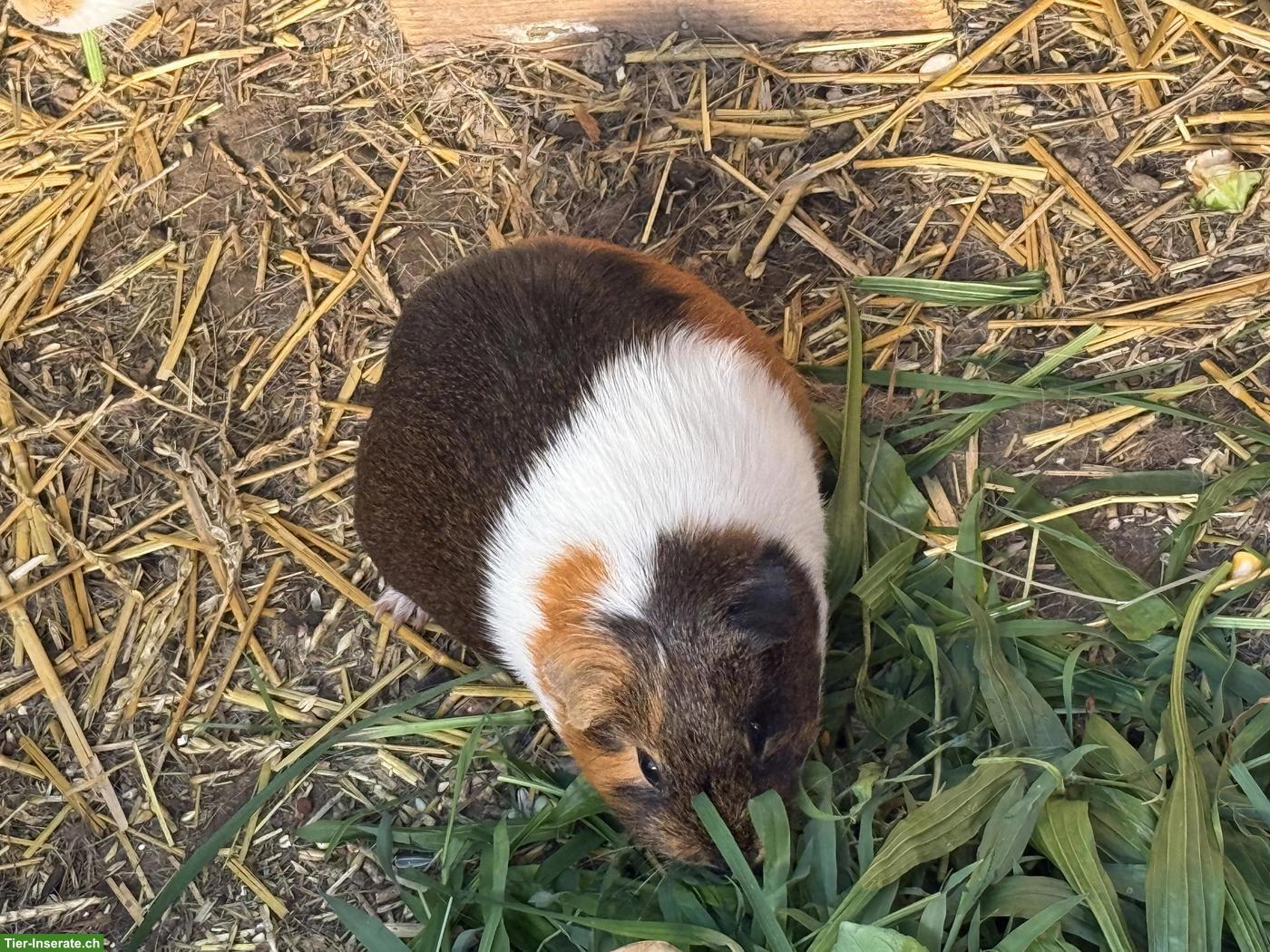 Bild 3: 2 Meerschweinchen Weibchen zu verkaufen