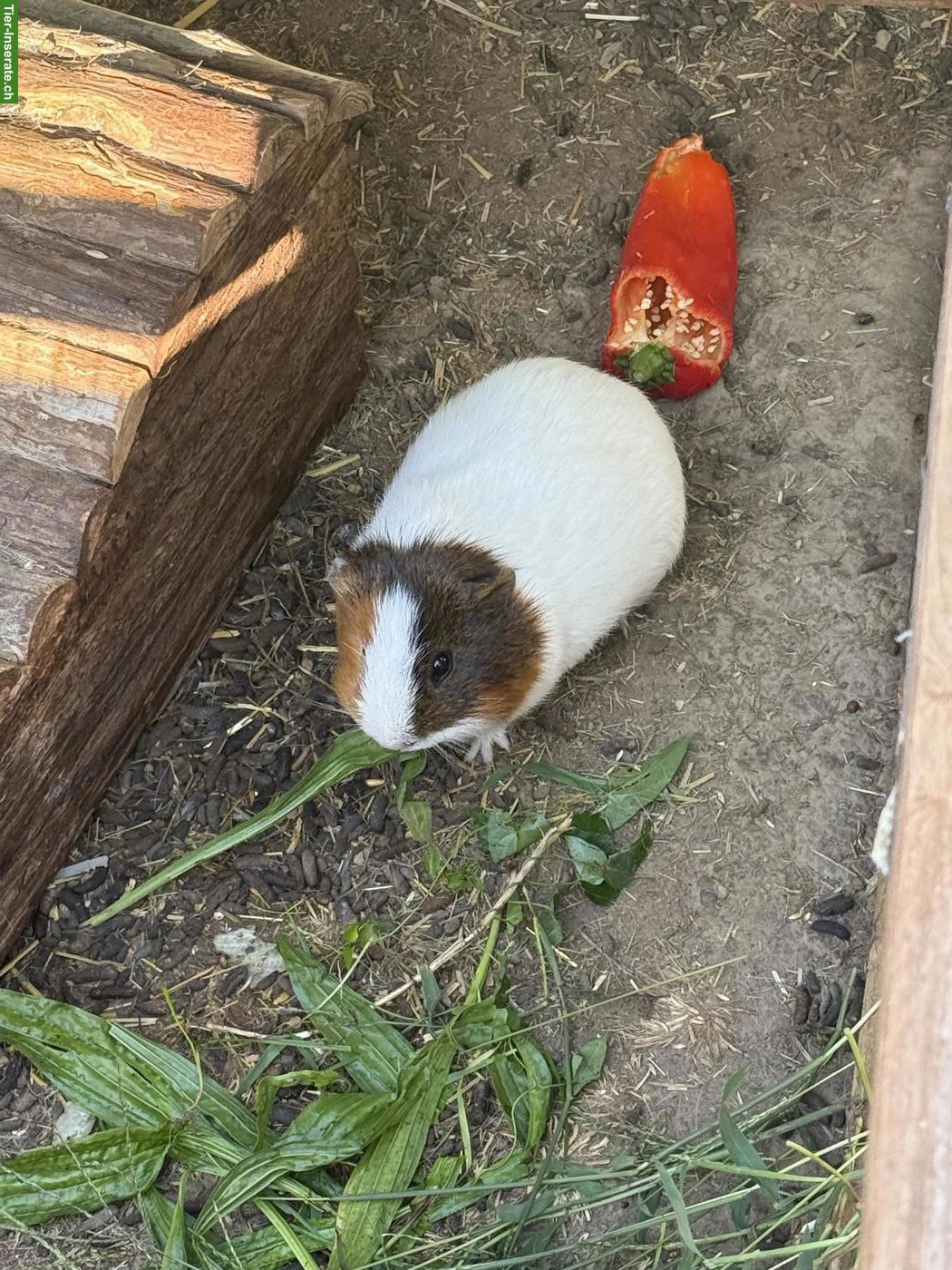 Meerschweinen Böckli, unkastriert