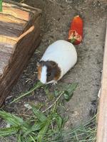 Meerschweinen Böckli, unkastriert