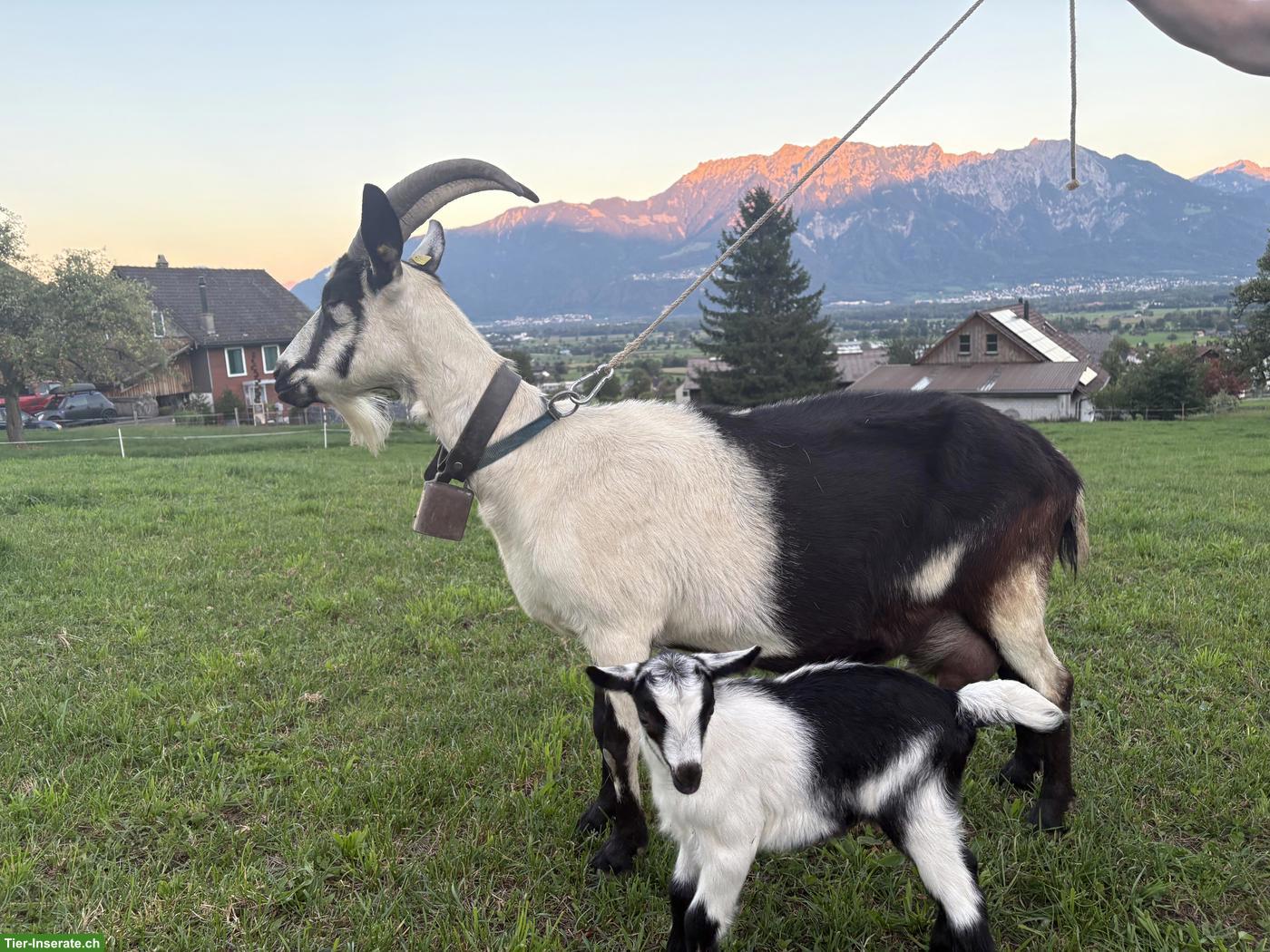 Schöne Ziege mit Gitzi zu verkaufen