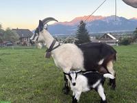 Schöne Ziege mit Gitzi zu verkaufen