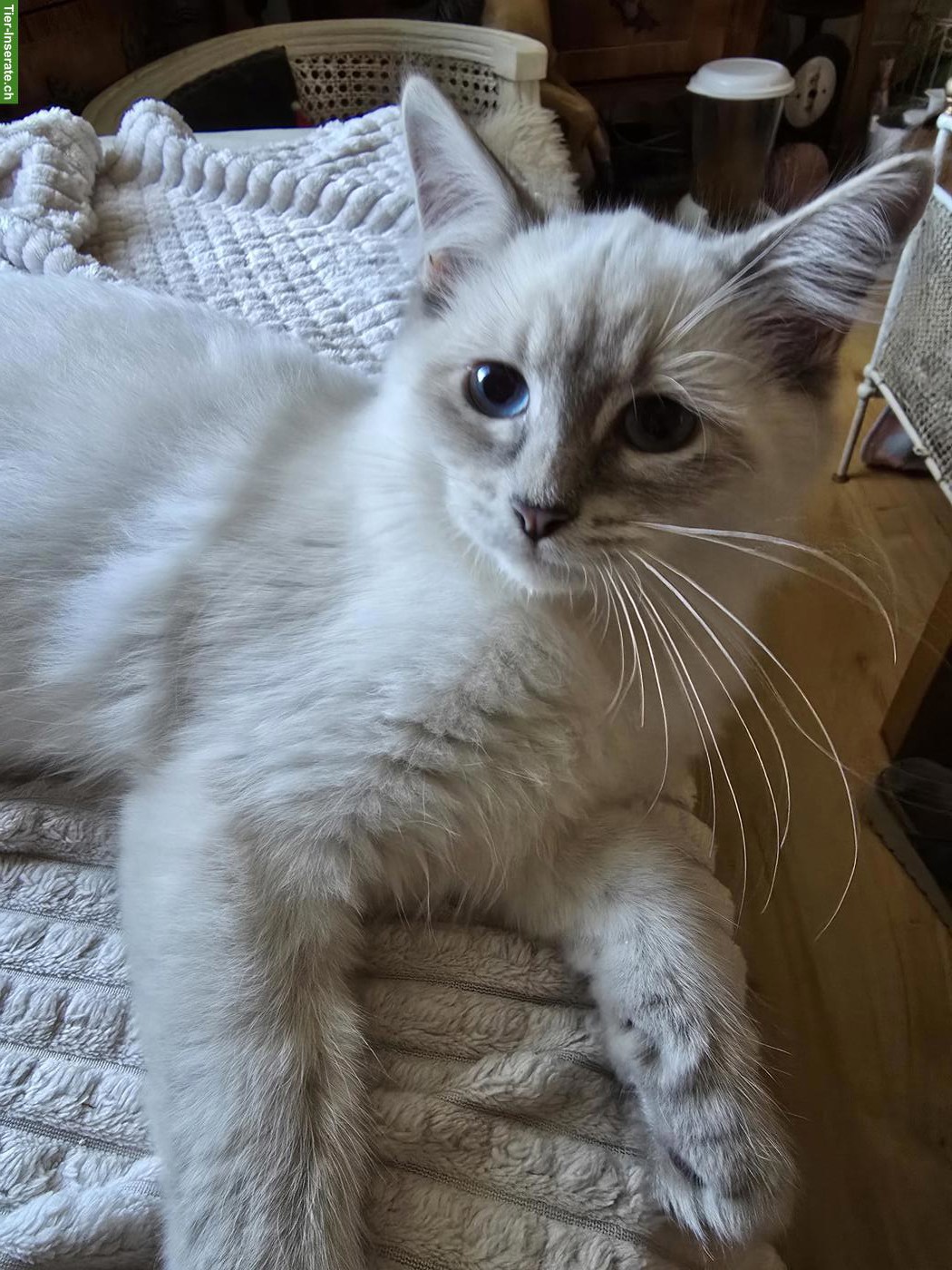Junger Neva Masquarade Kater, 3 Monate alt