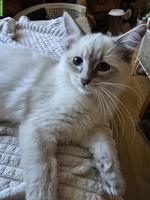 Junger Neva Masquarade Kater, 3 Monate alt