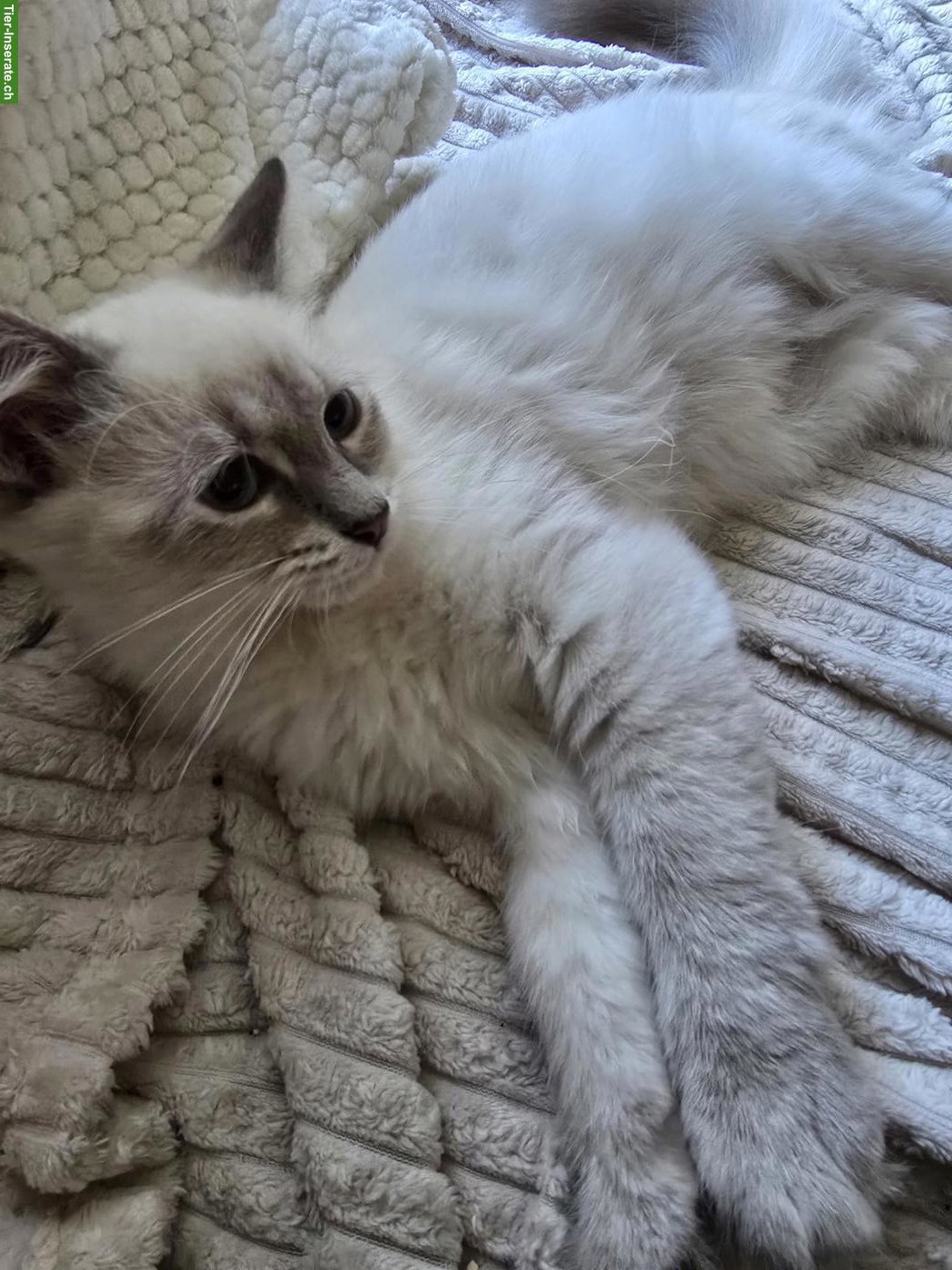 Bild 2: Junger Neva Masquarade Kater, 3 Monate alt