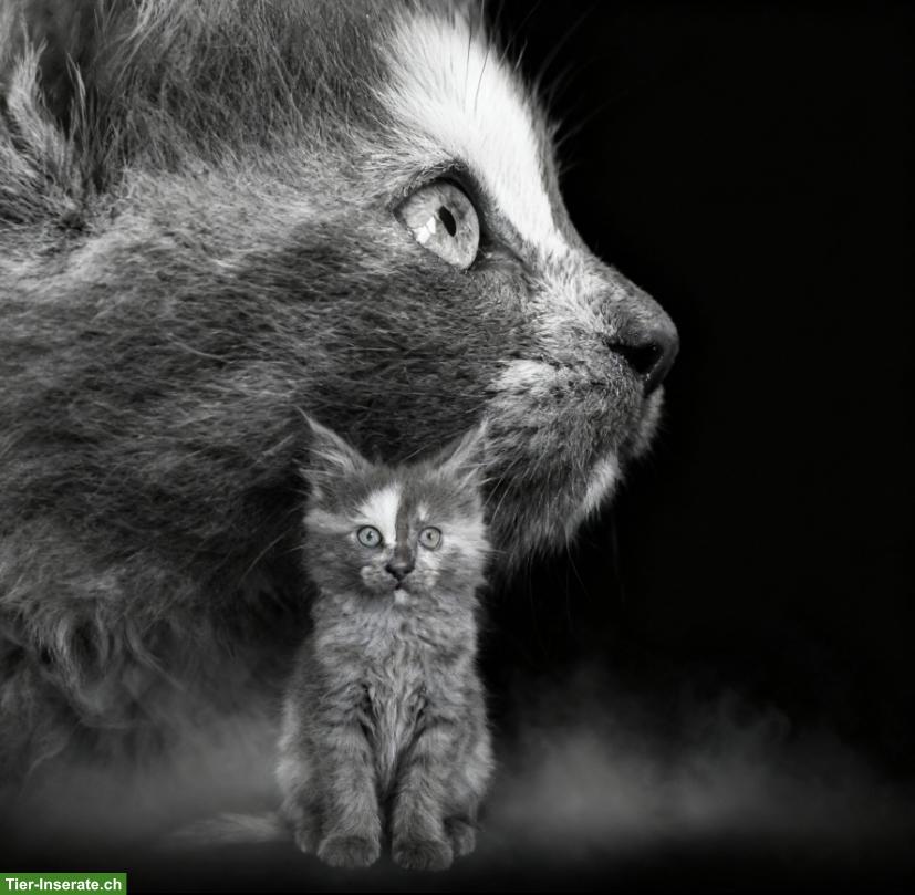 2 wunderschöne Maine Coon Mädchen suchen ihr Zuhause 🐾❤️