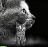 2 wunderschöne Maine Coon Mädchen suchen ihr Zuhause 🐾❤️