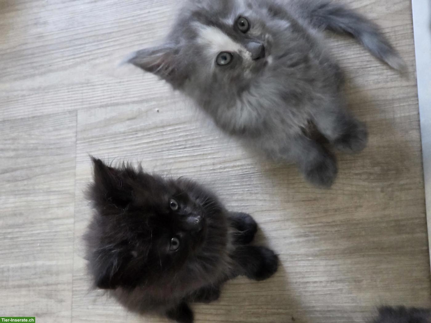Bild 3: 2 wunderschöne Maine Coon Mädchen suchen ihr Zuhause 🐾❤️
