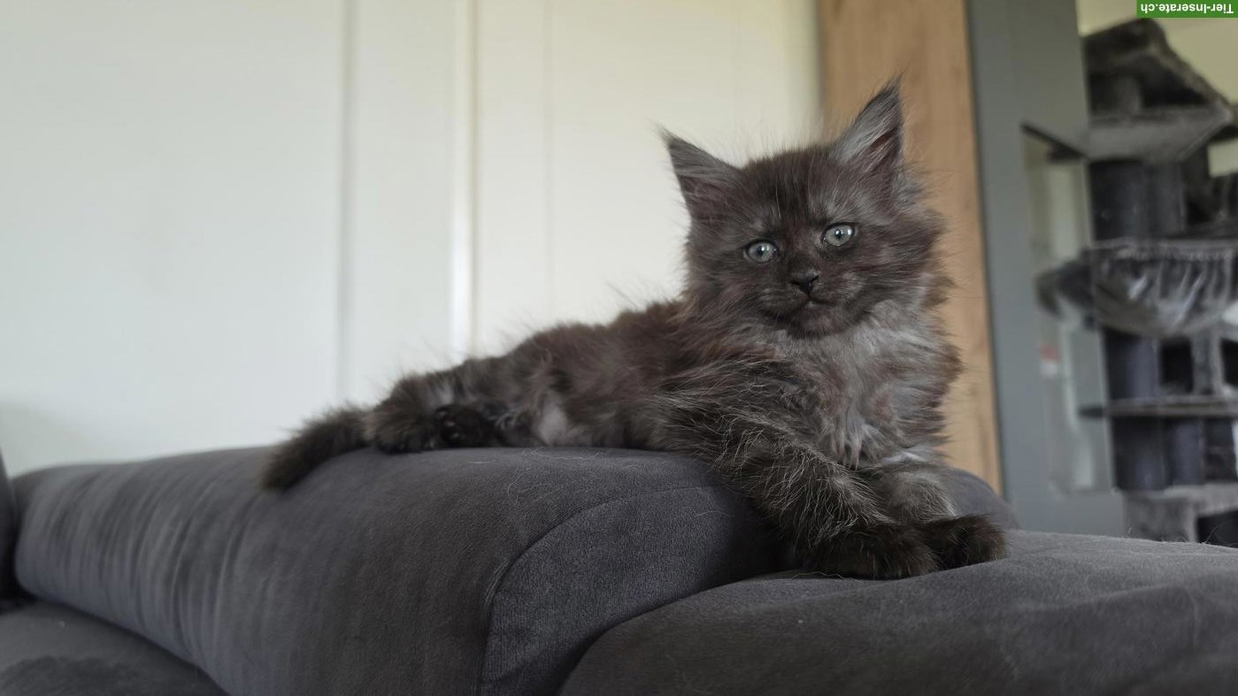 Bild 4: 2 wunderschöne Maine Coon Mädchen suchen ihr Zuhause 🐾❤️