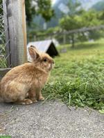 Zwergkaninchen Bock Jacky sucht sein Zuhause