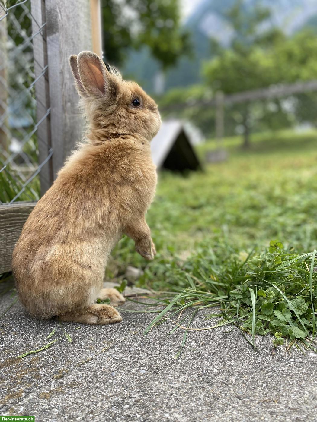 Bild 2: Zwergkaninchen Bock Jacky sucht sein Zuhause