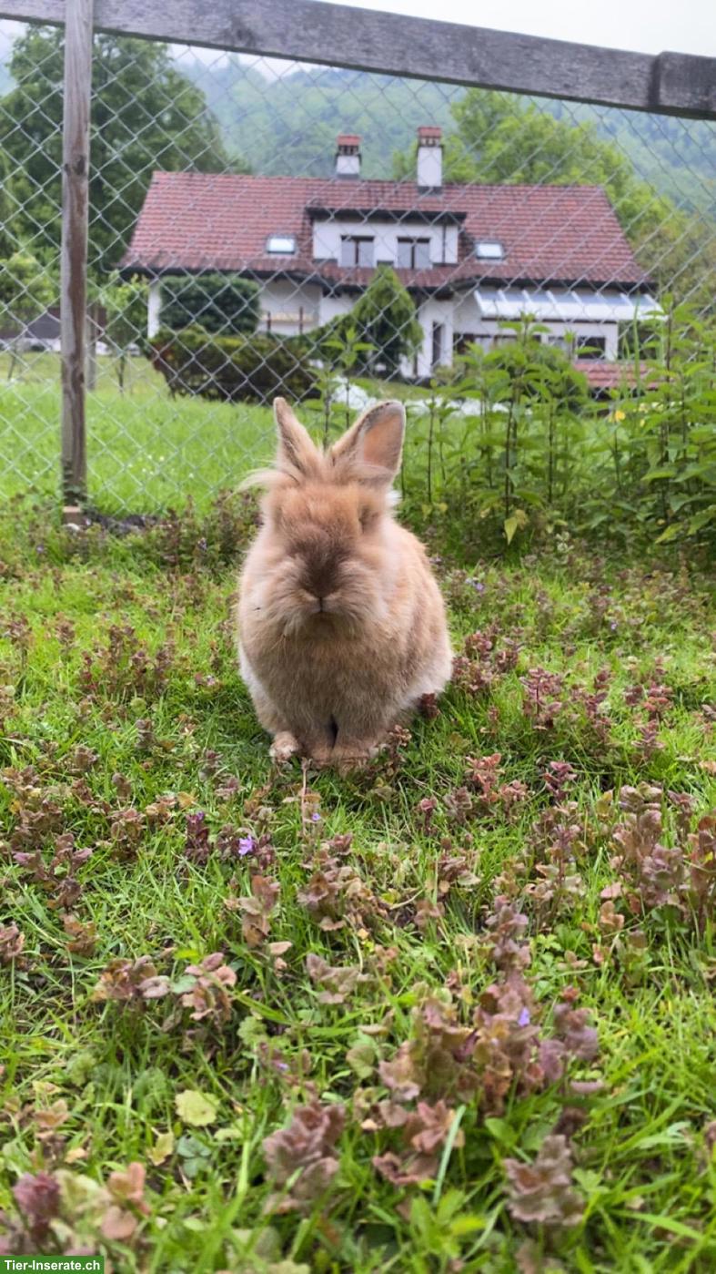 Bild 3: Zwergkaninchen Bock Jacky sucht sein Zuhause