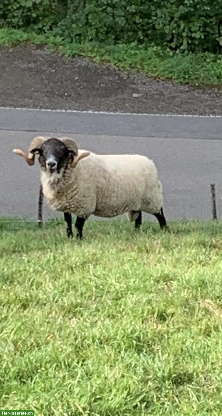 Schöner Blackface Schafbock zu verkaufen