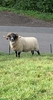 Schöner Blackface Schafbock zu verkaufen