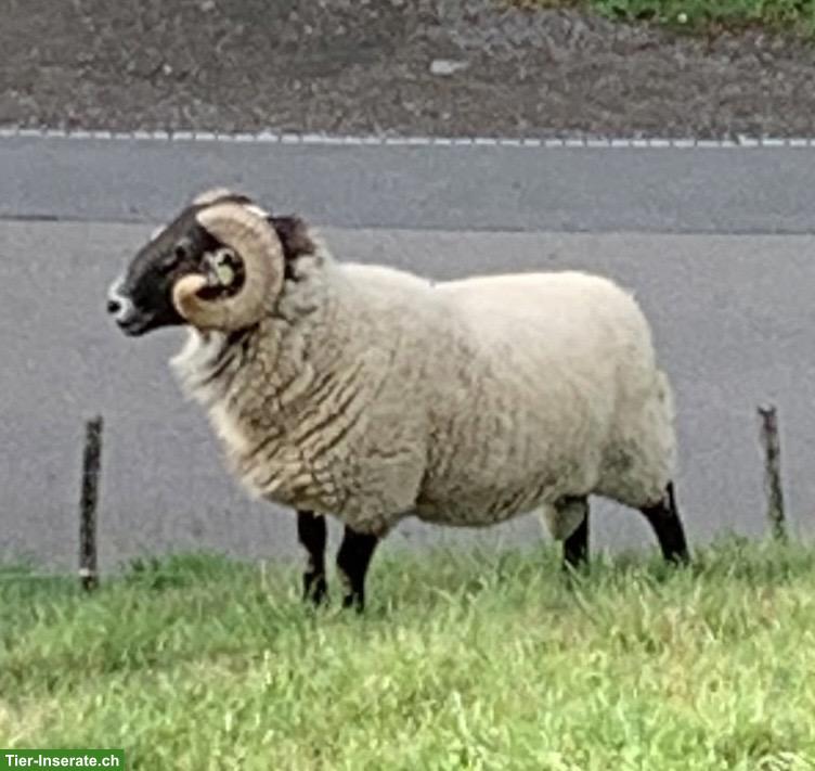 Bild 2: Schöner Blackface Schafbock zu verkaufen