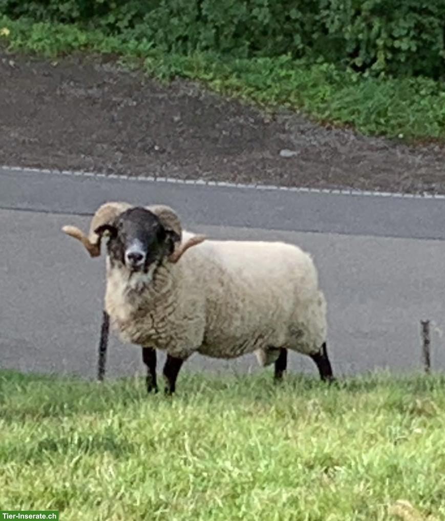 Bild 3: Schöner Blackface Schafbock zu verkaufen
