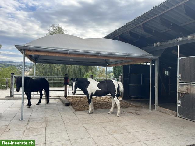 Freier Offenstallplatz in Wohlenschwil (AG)