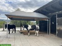 Freier Offenstallplatz in Wohlenschwil (AG)