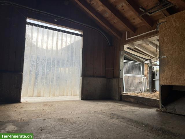 Bild 3: Freier Offenstallplatz in Wohlenschwil (AG)